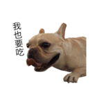 French Bulldog Boy Frank（個別スタンプ：3）