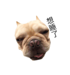 French Bulldog Boy Frank（個別スタンプ：4）