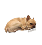 French Bulldog Boy Frank（個別スタンプ：6）