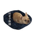 French Bulldog Boy Frank（個別スタンプ：7）
