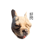 French Bulldog Boy Frank（個別スタンプ：8）