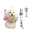 poodles..（個別スタンプ：4）