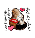 poodles..（個別スタンプ：6）