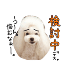 poodles..（個別スタンプ：8）