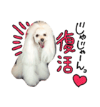 poodles..（個別スタンプ：15）