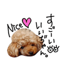 poodles..（個別スタンプ：18）