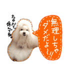 poodles..（個別スタンプ：19）