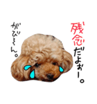 poodles..（個別スタンプ：24）