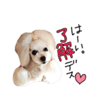 poodles..（個別スタンプ：27）