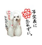 poodles..（個別スタンプ：28）