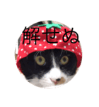 猫物園（個別スタンプ：2）
