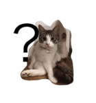 猫物園（個別スタンプ：4）