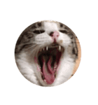 猫物園（個別スタンプ：5）