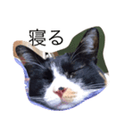 猫物園（個別スタンプ：6）