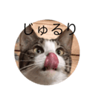 猫物園（個別スタンプ：7）