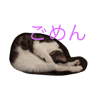 猫物園（個別スタンプ：8）