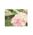あじさいの日常2（個別スタンプ：5）