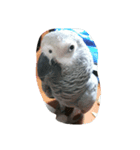 cute  parrot（個別スタンプ：1）