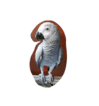 cute  parrot（個別スタンプ：2）