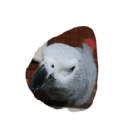 cute  parrot（個別スタンプ：3）