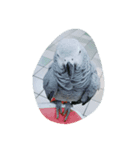 cute  parrot（個別スタンプ：4）