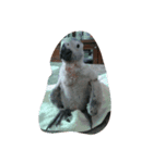 cute  parrot（個別スタンプ：6）