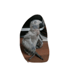 cute  parrot（個別スタンプ：7）