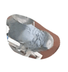 cute  parrot（個別スタンプ：8）