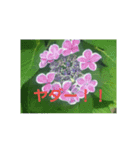 ajisai   japan（個別スタンプ：5）
