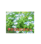 ajisai   japan（個別スタンプ：7）