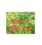 ajisai   japan（個別スタンプ：12）