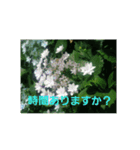 ajisai   japan（個別スタンプ：14）