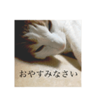 pretty my cat2（個別スタンプ：1）