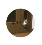 pretty my cat2（個別スタンプ：2）