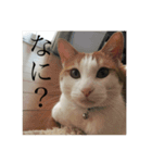 pretty my cat2（個別スタンプ：3）
