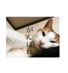 pretty my cat2（個別スタンプ：4）