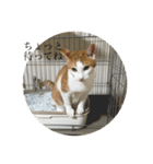 pretty my cat2（個別スタンプ：5）