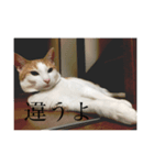 pretty my cat2（個別スタンプ：6）