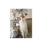 pretty my cat2（個別スタンプ：7）