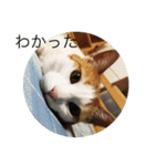 pretty my cat2（個別スタンプ：8）