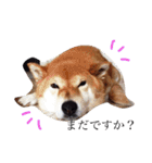 柴犬ロンくん（個別スタンプ：1）