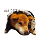 柴犬ロンくん（個別スタンプ：2）