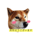 柴犬ロンくん（個別スタンプ：3）