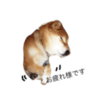 柴犬ロンくん（個別スタンプ：4）