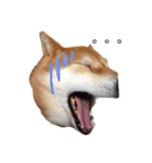 柴犬ロンくん（個別スタンプ：5）