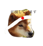 柴犬ロンくん（個別スタンプ：6）