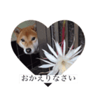 柴犬ロンくん（個別スタンプ：7）