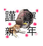 柴犬ロンくん（個別スタンプ：10）