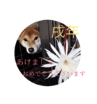 柴犬ロンくん（個別スタンプ：11）