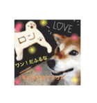 柴犬ロンくん（個別スタンプ：12）